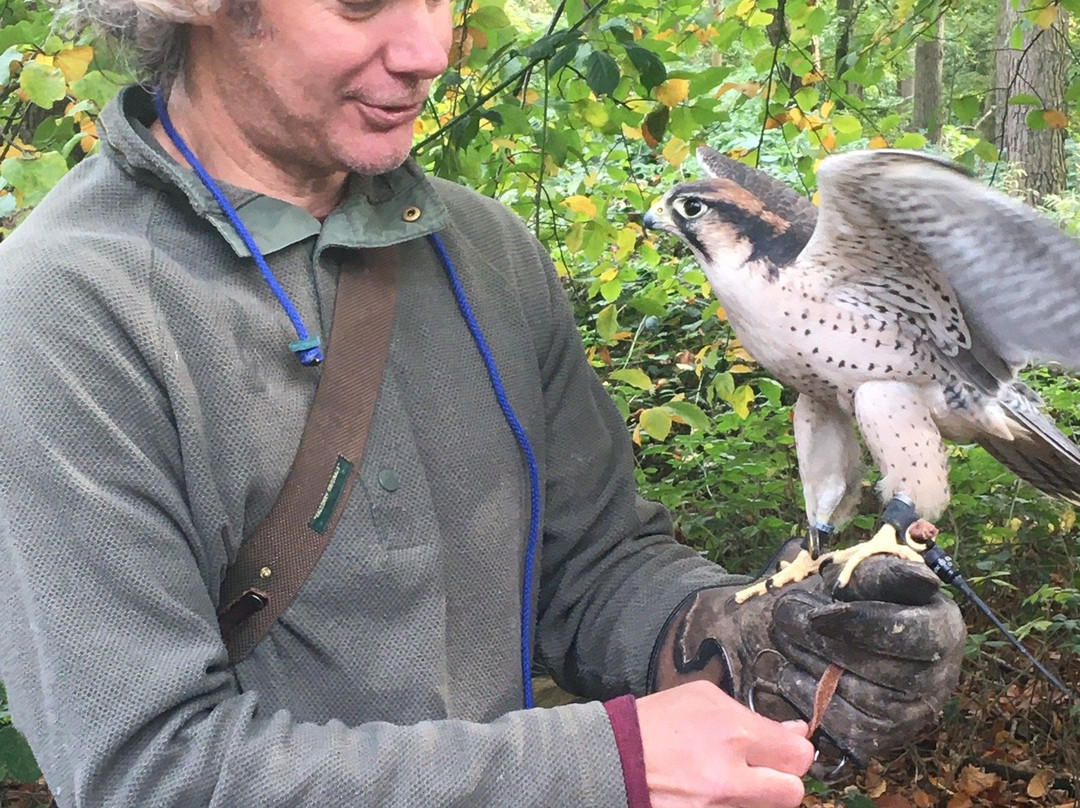 East Sussex Falconry景点图片