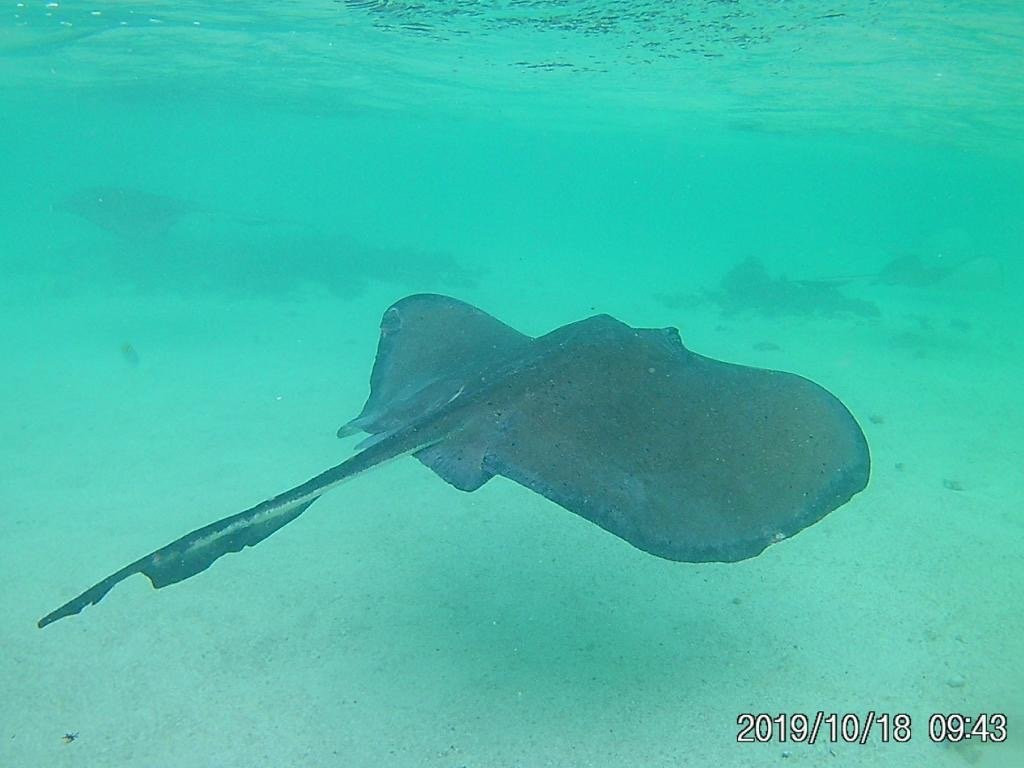 Stingray City景点图片