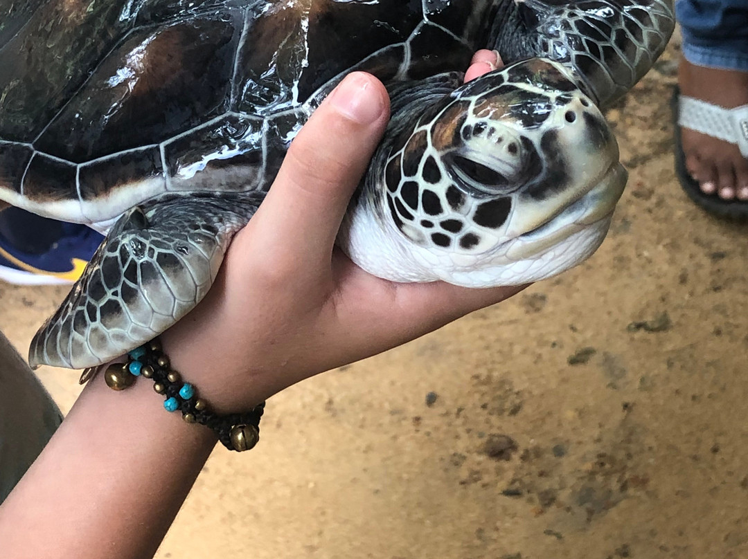 Kosgoda Turtle Care-科斯戈德必去景点