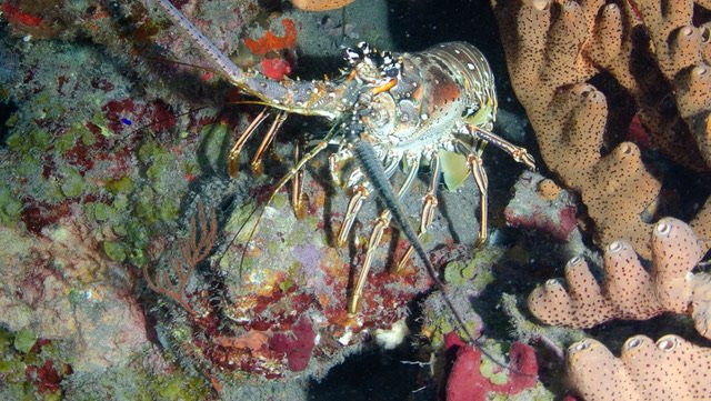 Saba National Marine Park-Fort Bay必去景点