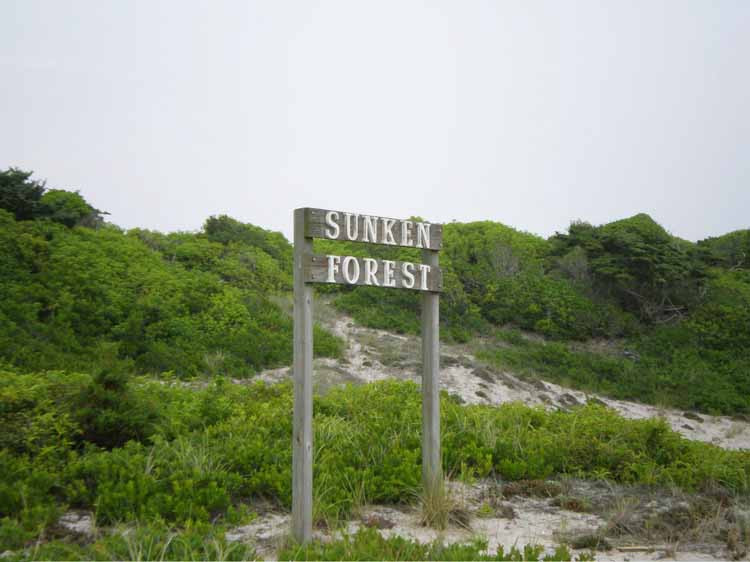 The Sunken Forest景点图片