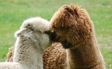 Ayer旅游景点-Harvard Alpaca Ranch