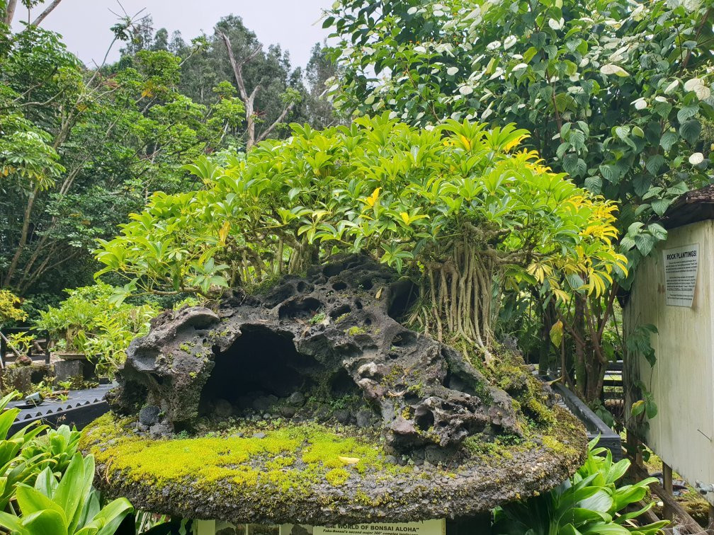 Fuku Bonsai Cultural Center景点图片