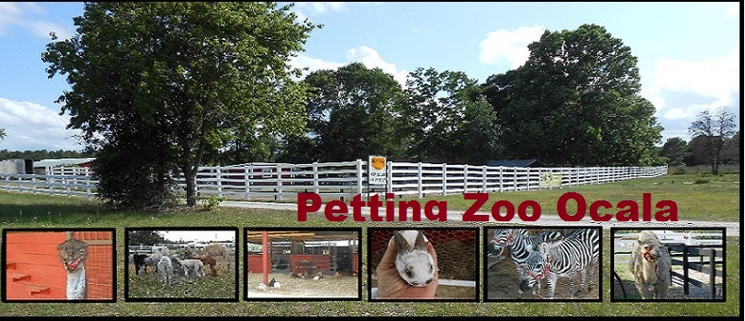 Petting zoo ocala景点图片