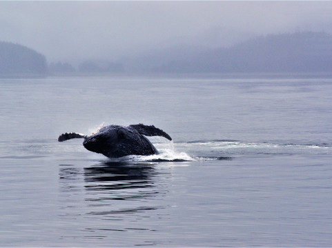 Alaska Whale Watching