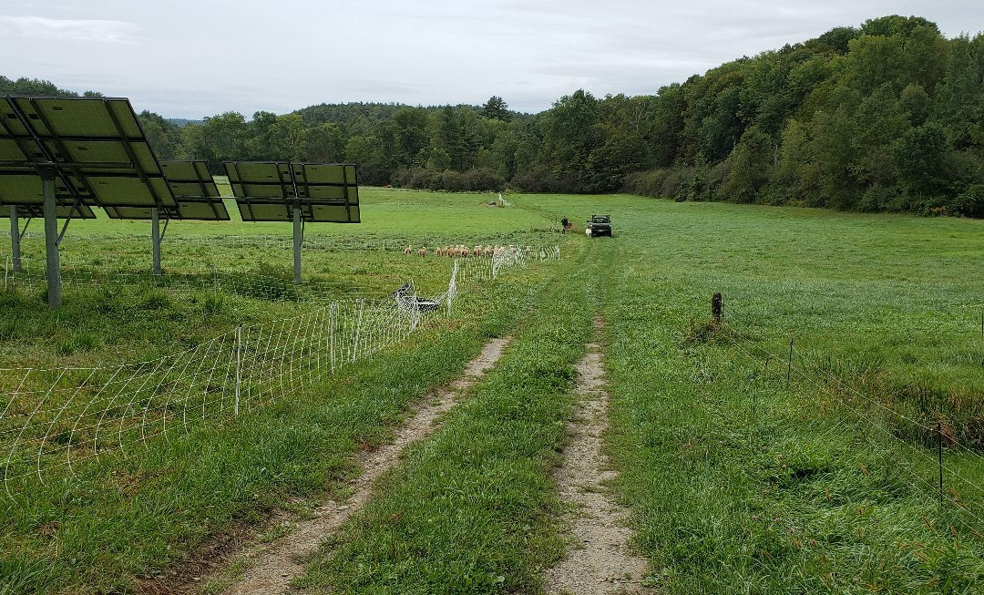 Vermont Shepherd景点图片