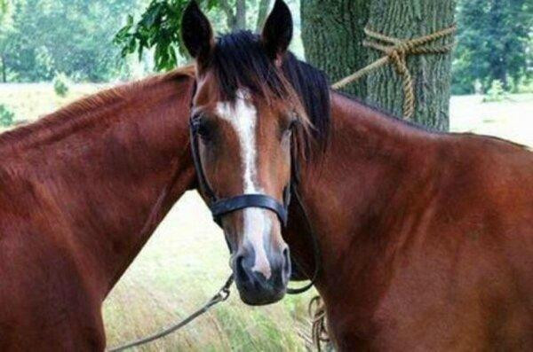 Apple Valley Stables