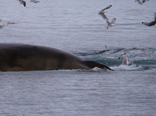 Spitsbergen Guide Service-朗伊尔城必去景点