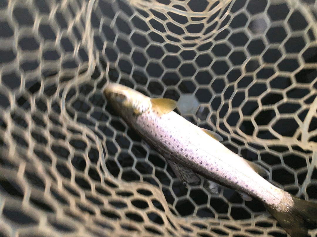 Galey MsGuided Fly Fishing