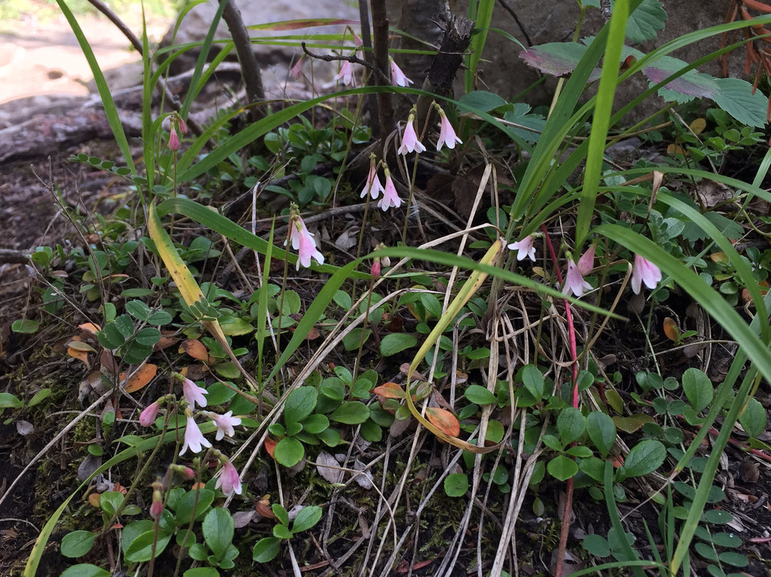 Wilcox Pass-贾斯珀国家公园必去景点
