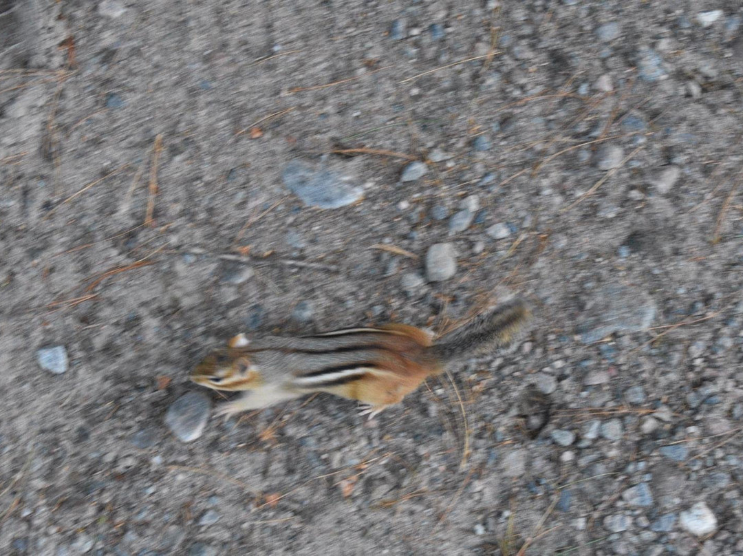 Beaver Pond Trail-阿冈昆公园必去景点
