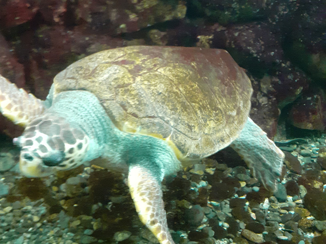 Acquario dell'Elba景点图片