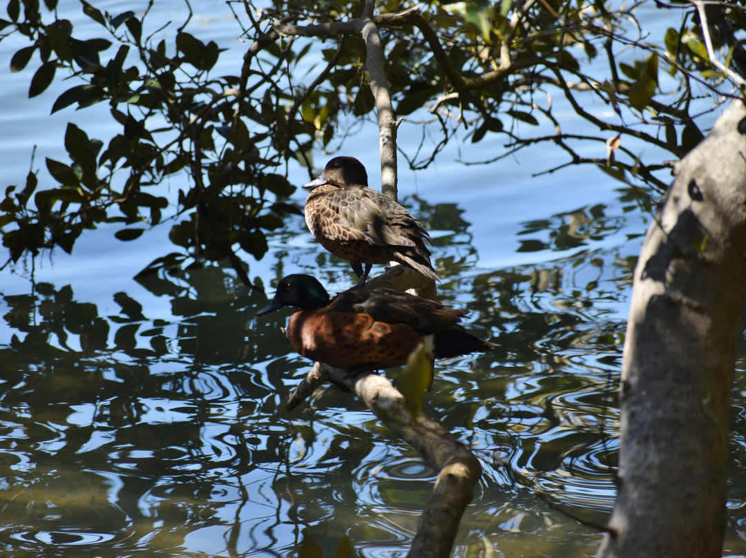 Koala Reserve Mangrove Boardwalk-柠檬树路必去景点