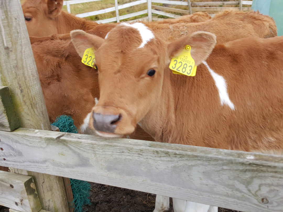 Hraunsnef Sveitahotel主图