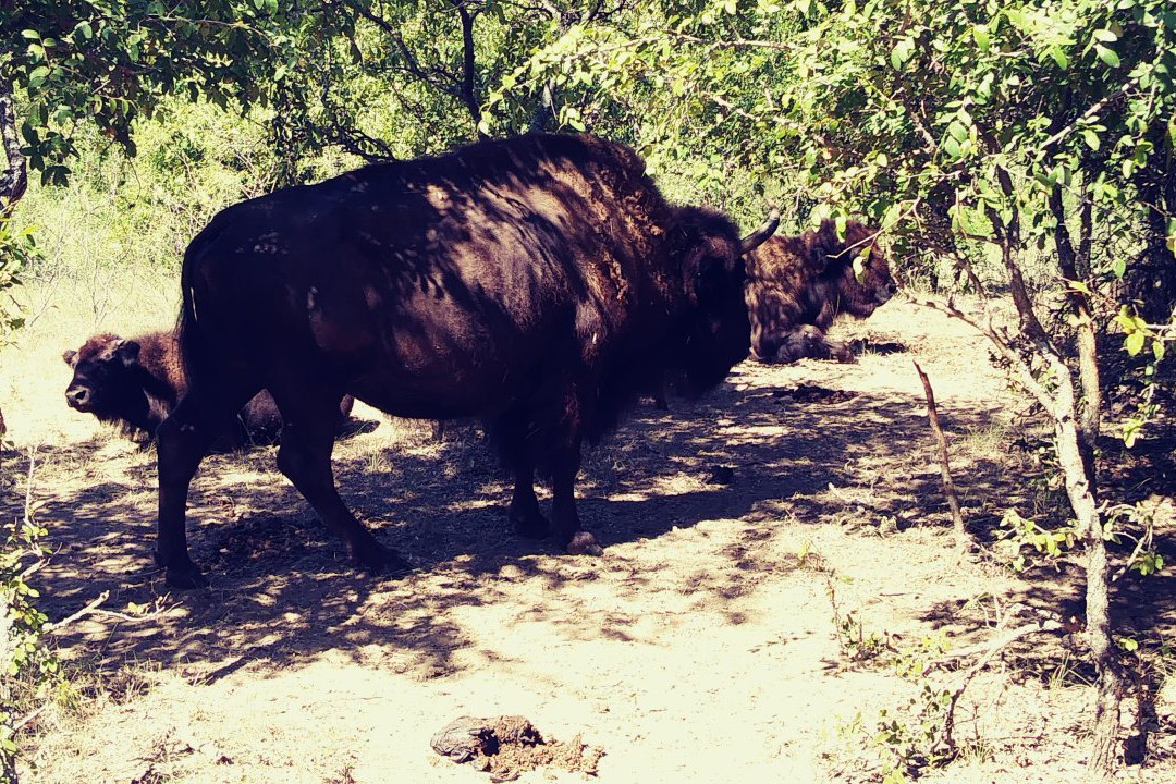 Fort Worth Nature Center & Refuge-沃思堡必去景点