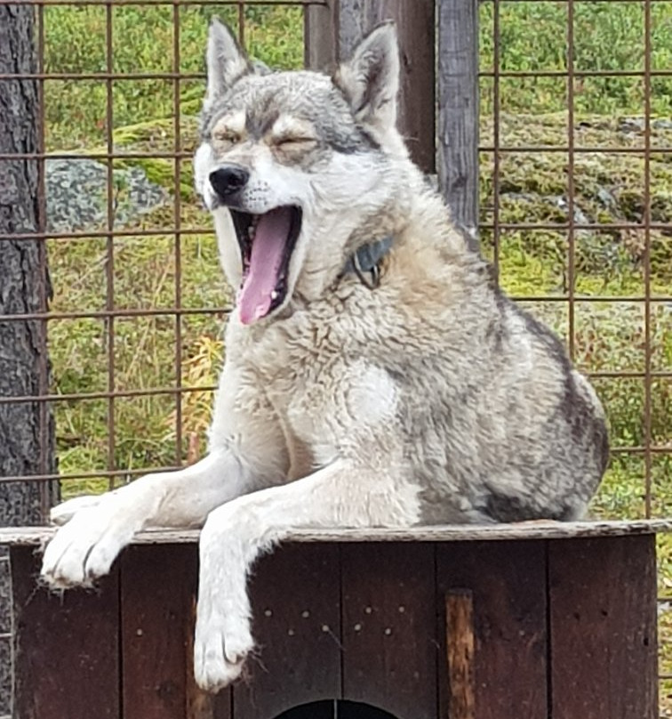 Arctic Circle Husky Park景点图片