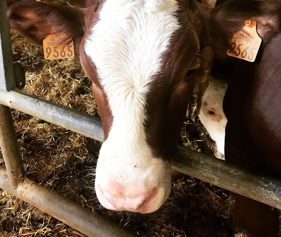 Ferme Pédagogique de la Mourière景点图片