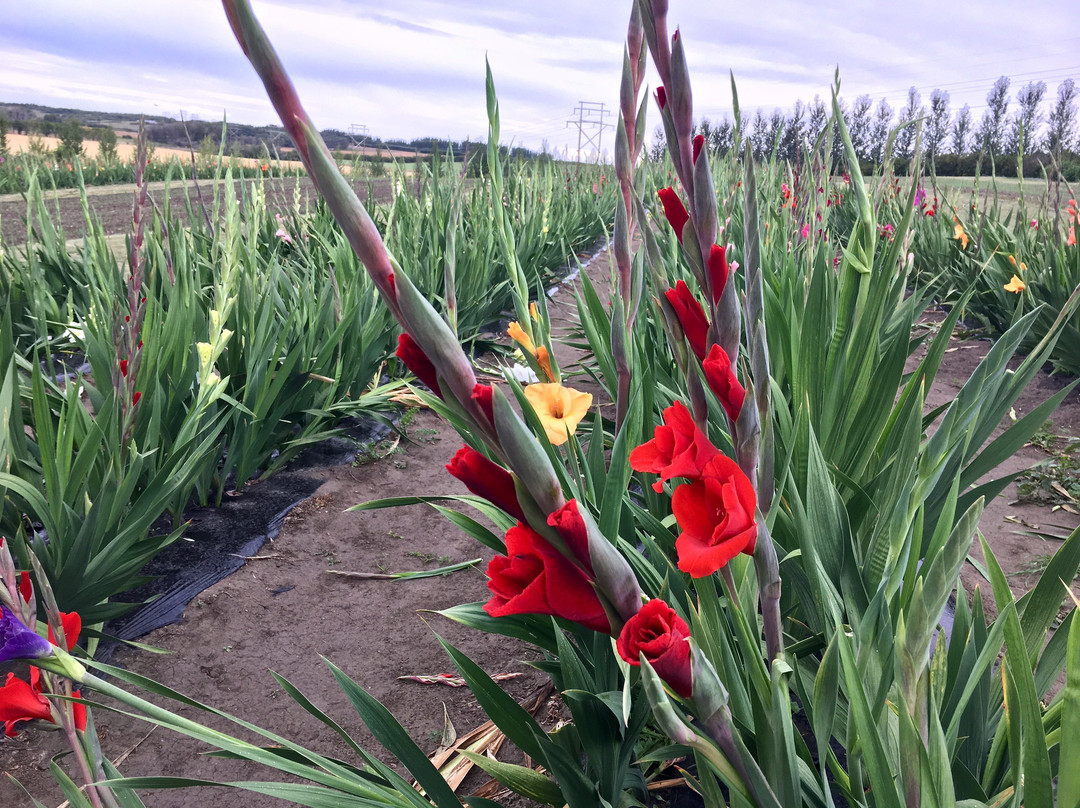 Black Fox Farm and Distillery-萨斯卡通必去景点