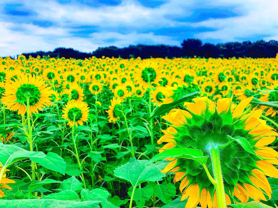 Kiyose Sunflower Farm-清濑市必去景点