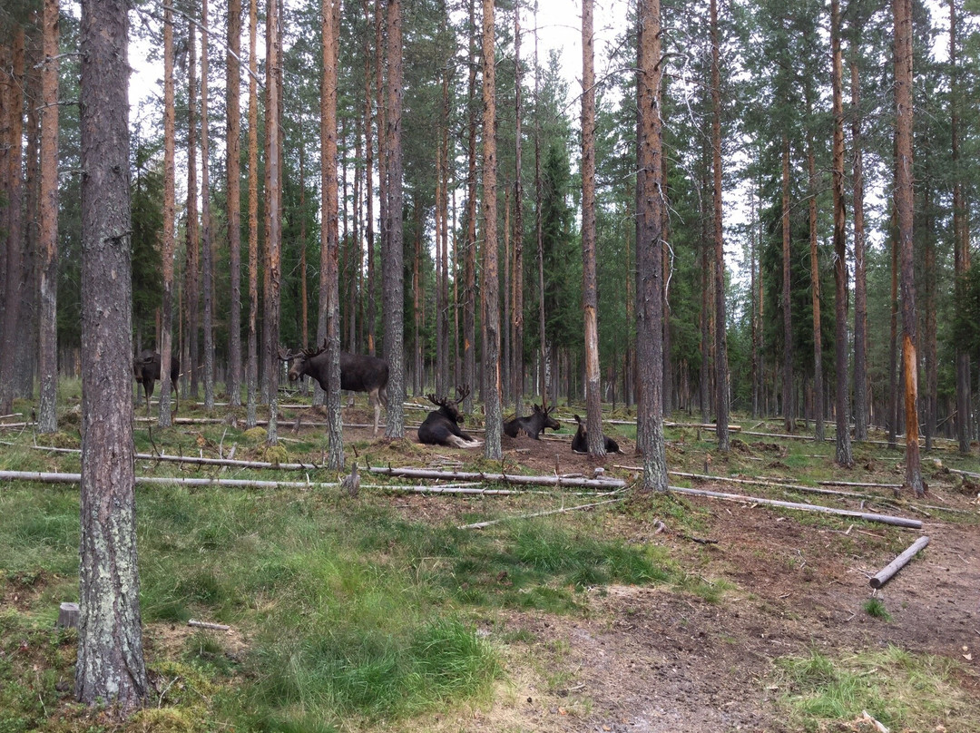 Arctic Moose Farm-Overkalix必去景点