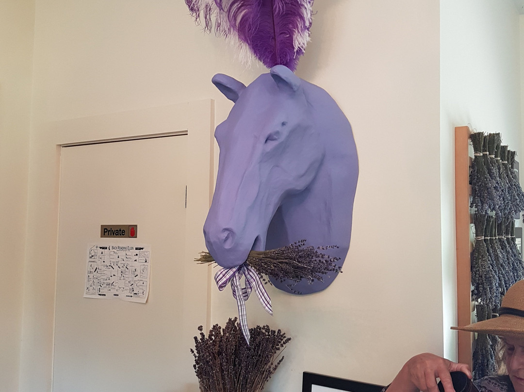 Steed & Company Lavender-Aylmer必去景点