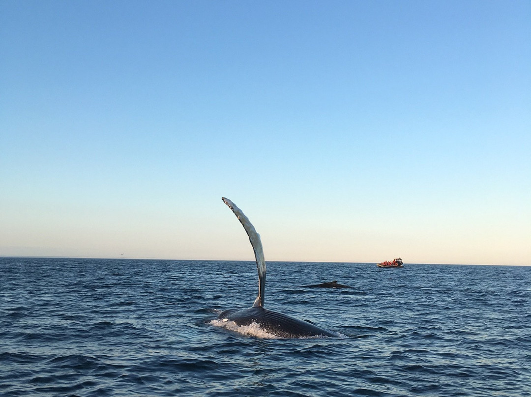Island Cruises Whalewatching-Campobello Island必去景点