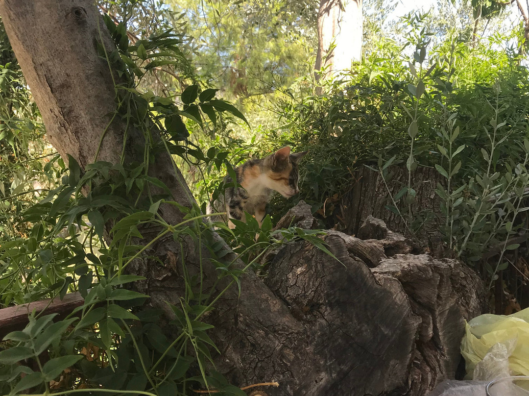 Gera's Olive Grove主图