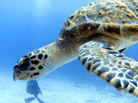 Pray Dive-Karon Beach必去景点