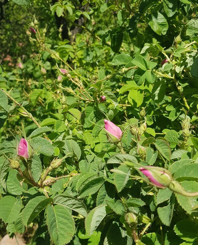 Vallée Des Roses-厄尔克拉莫戈纳必去景点