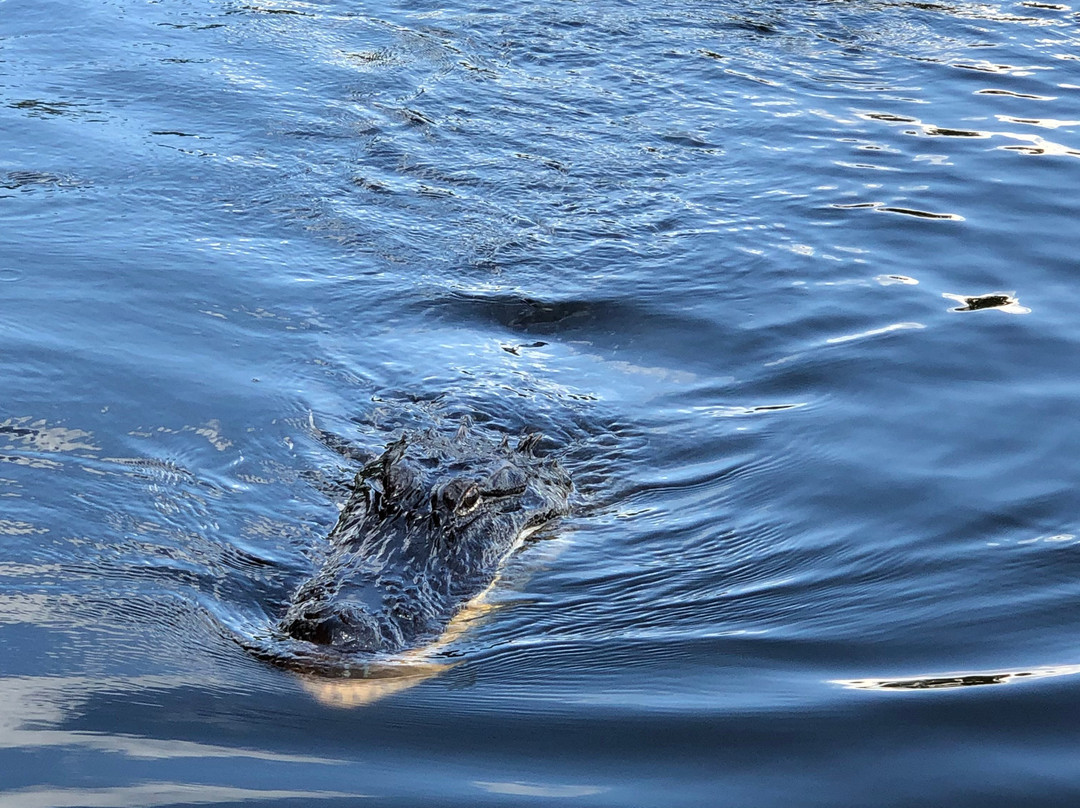 Atchafalaya Basin Landing & Airboat Swamp Tours景点图片