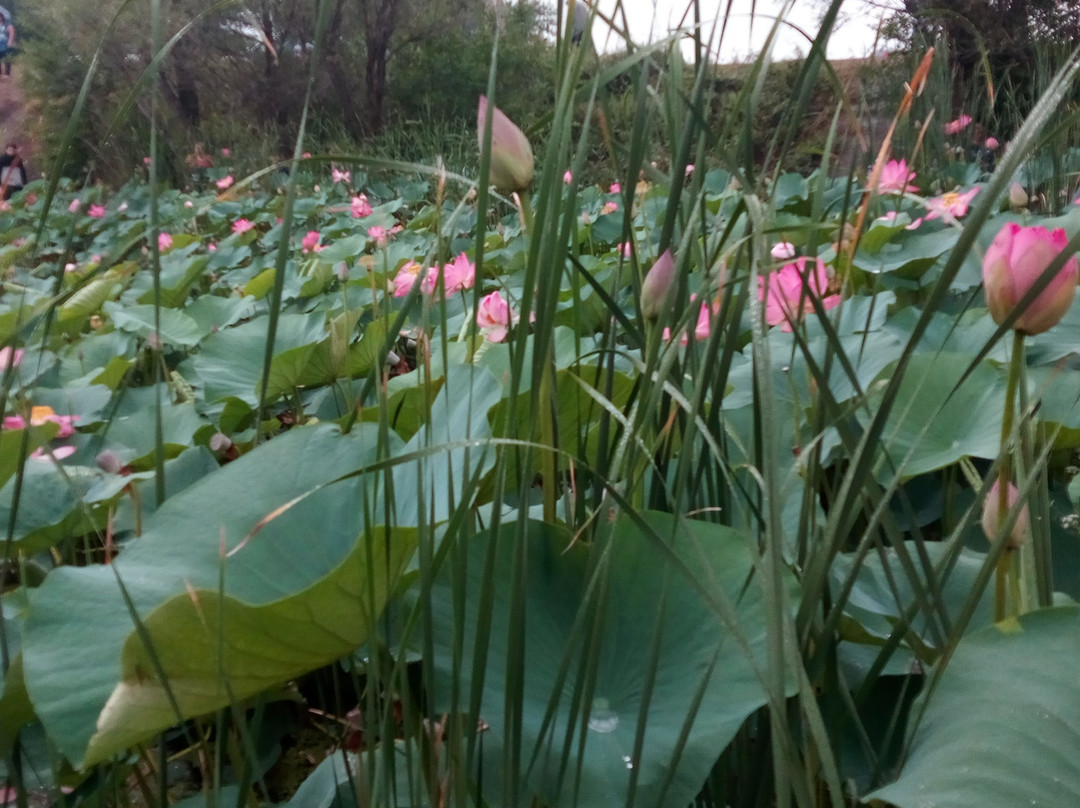 Lotus lake景点图片