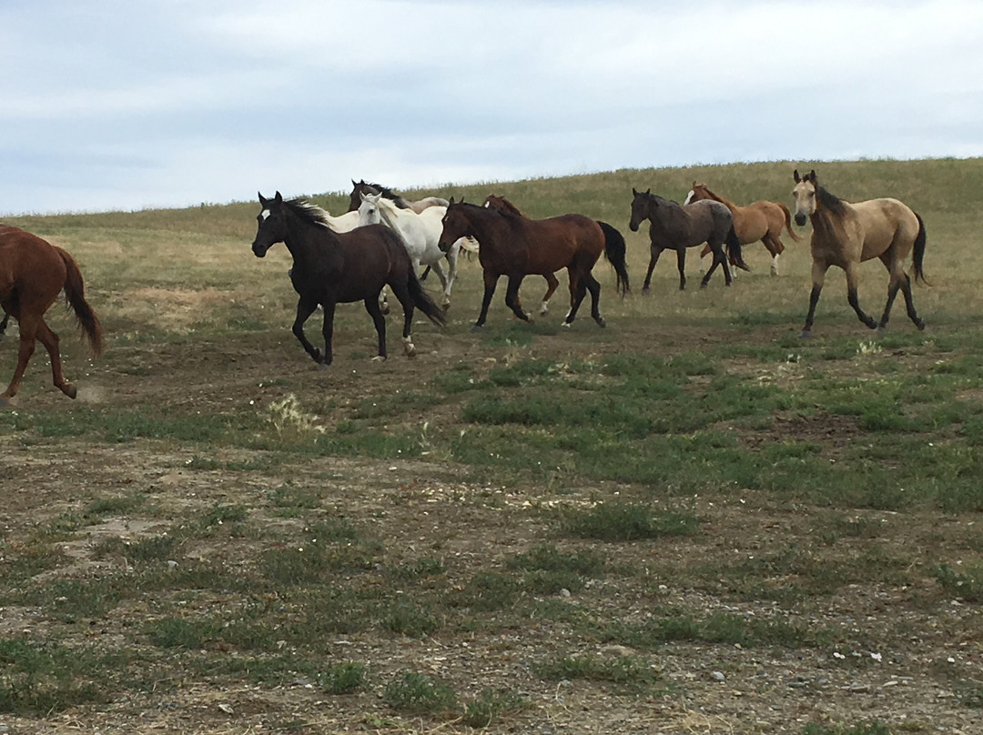 Bitter Creek Outfitters-比灵斯必去景点