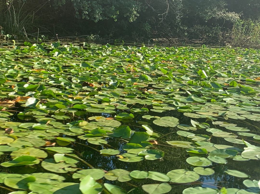 Ponari旅游攻略图片