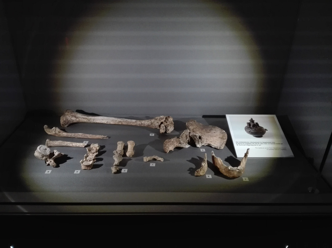 Museum of Archaeology (Arkeologisk Museum)景点图片