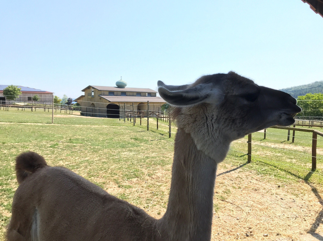 Freizeitpark Rotfelden景点图片