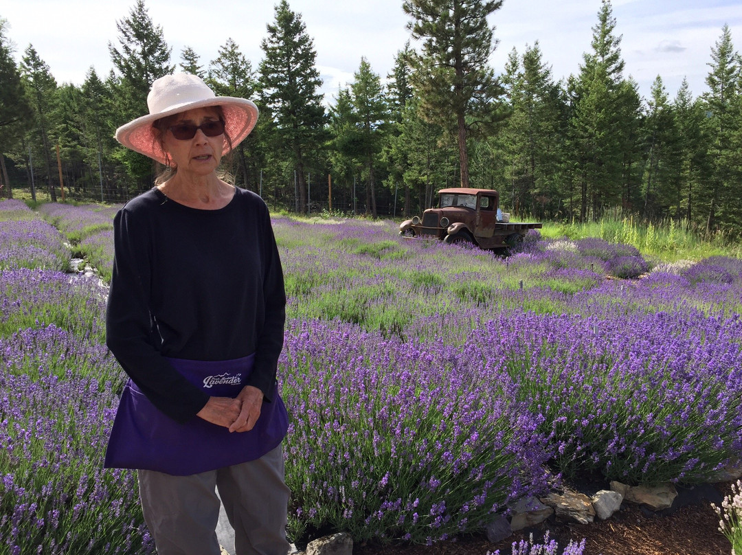 Purple mountain lavender-Lakeside必去景点