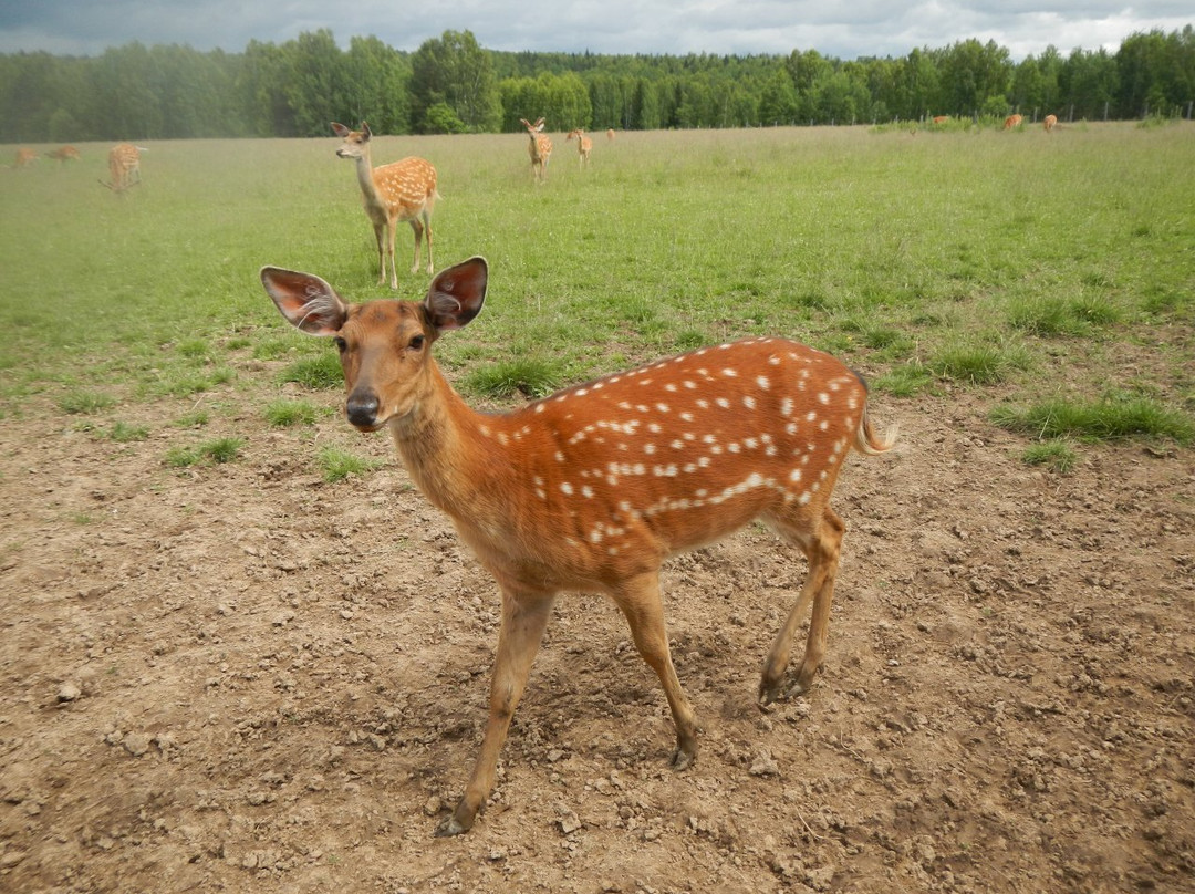 Deer Farm景点图片
