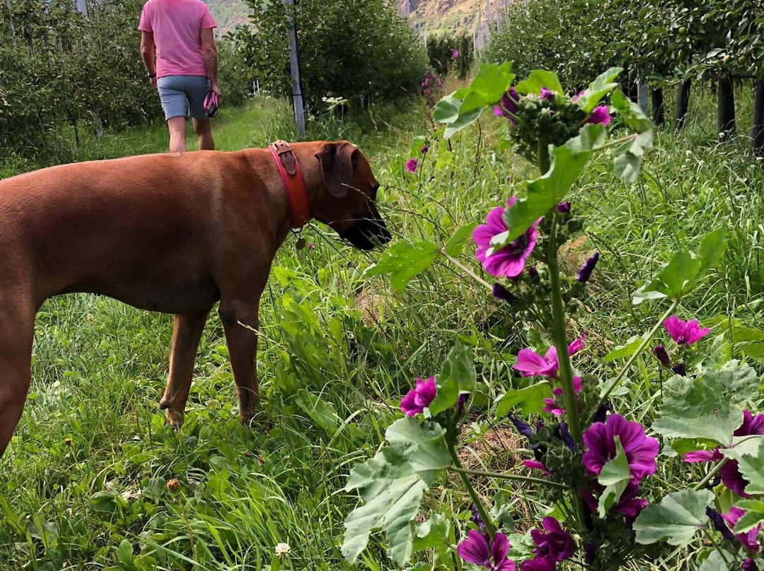 文斯彻尔霍夫酒店主图