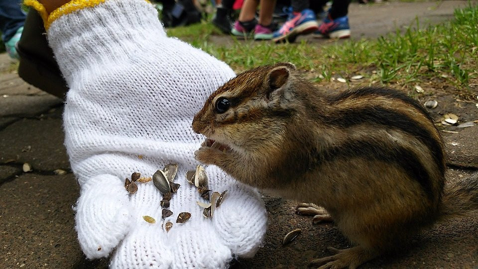 Okhotsk Chipmunk Park-网走市必去景点