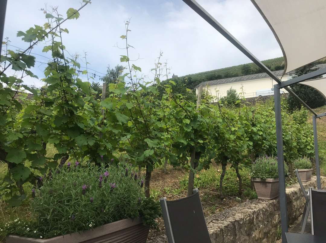 Domaines Vinsmoselle-沃尔默丹格必去景点