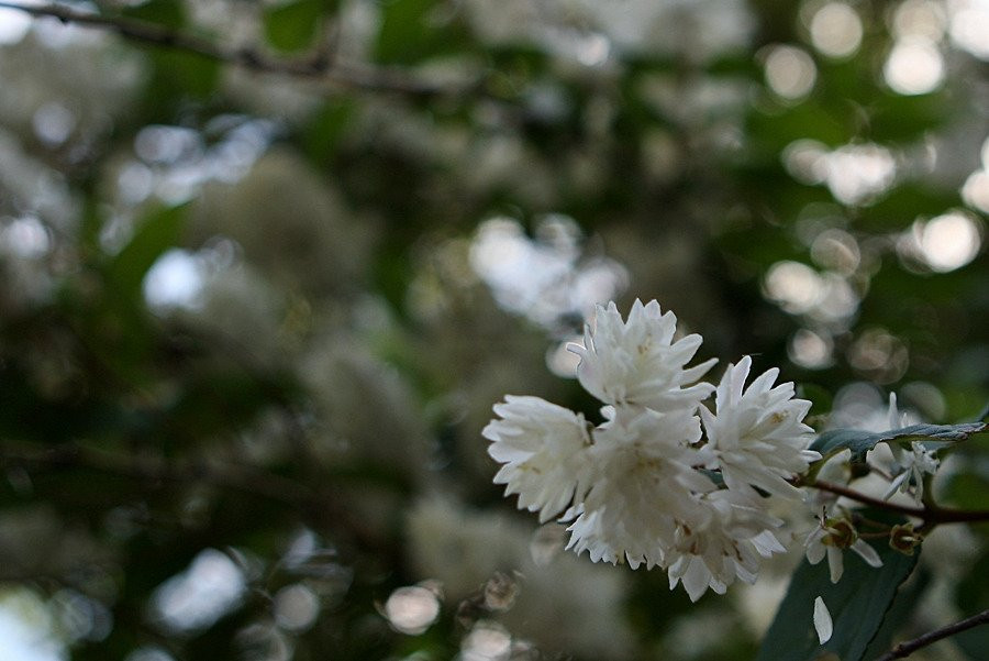 Korea National Arboretum景点图片