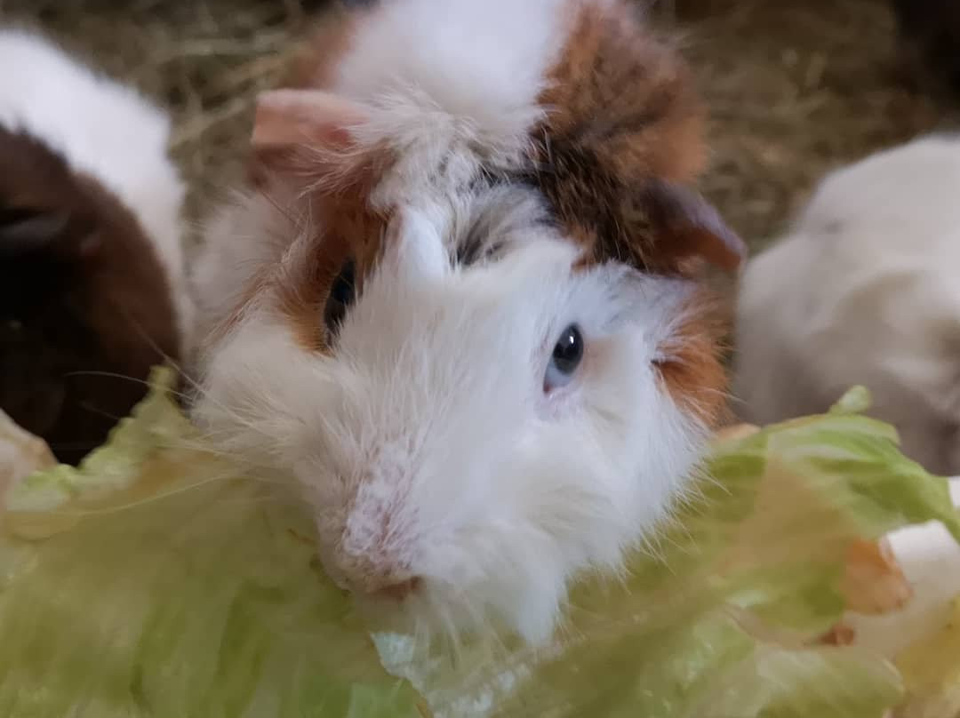 Holar Farm-布扎达吕尔必去景点