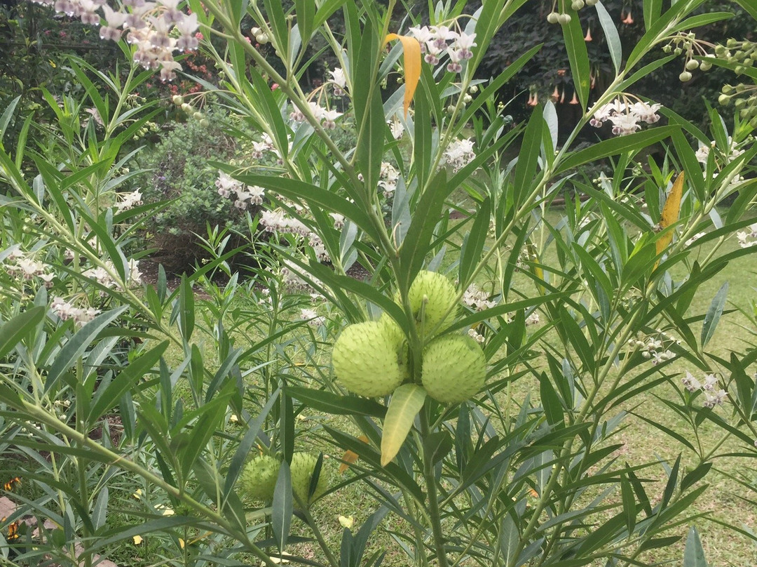 Kebun Mawar Situhapa主图