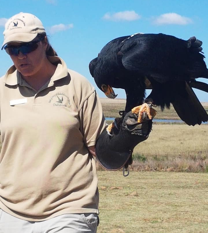Dullstroom Bird of Prey & Rehabilitation Centre-德尔斯特鲁姆必去景点