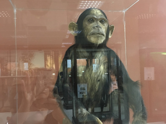 Mousio Zoologias Panepistimiou Athinon-雅典必去景点