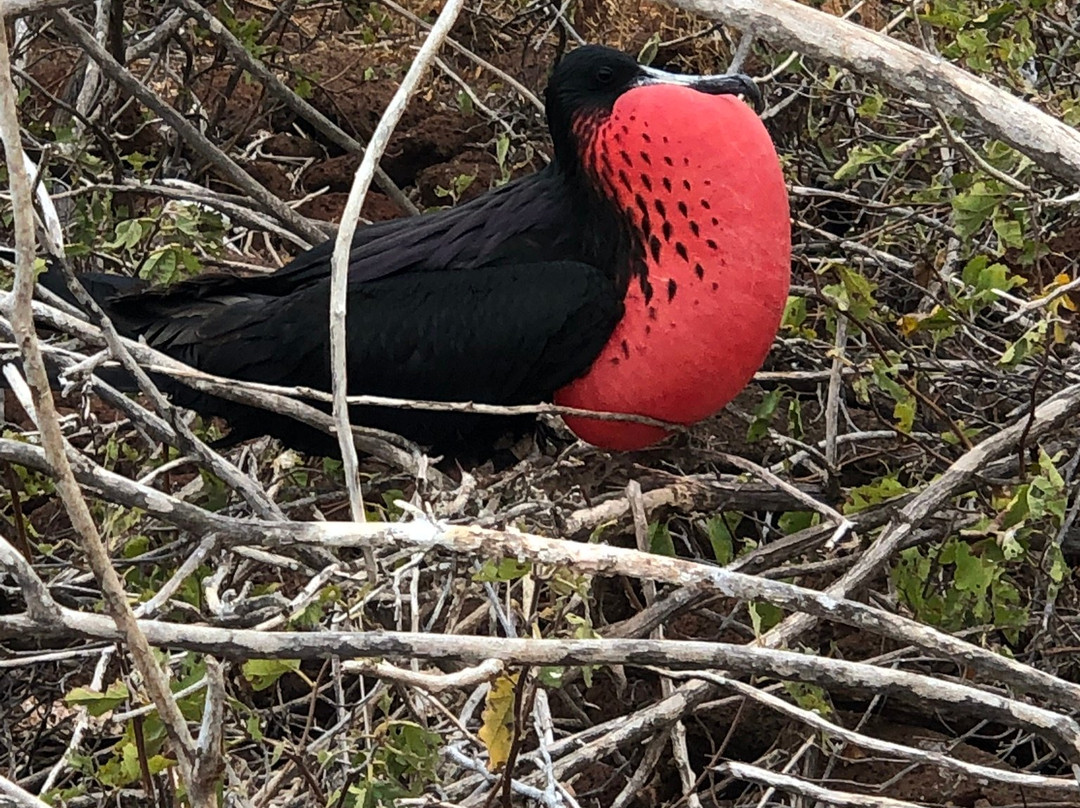 Marantha GPS Travel-阿约拉港必去景点