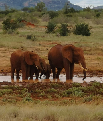 Isaac MK Safaris Day Tours-蒙巴萨必去景点
