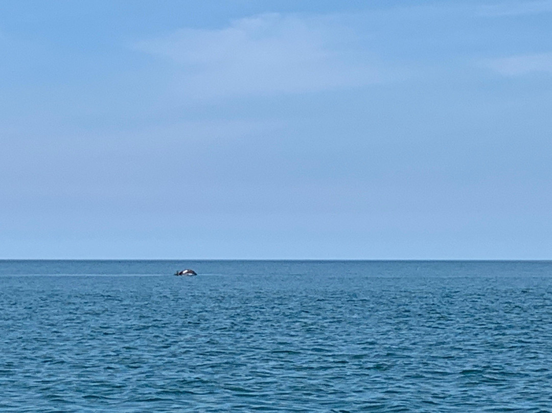 Dolphin Survey Boat Trips景点图片