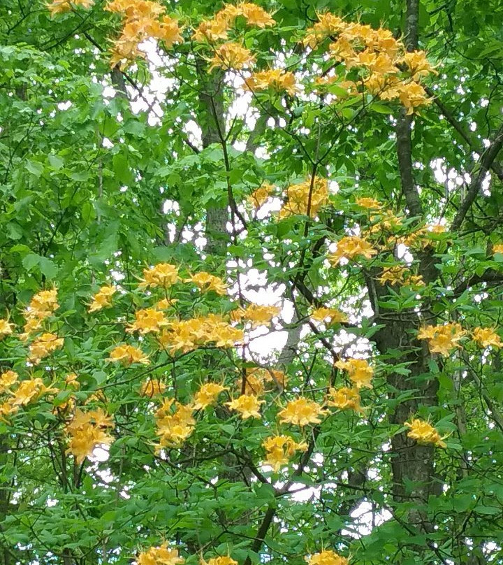 Rhododendron Cove State Nature Preserve-Sugar Grove必去景点