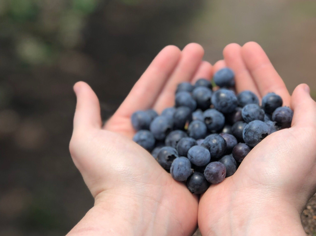 Williams Blueberry Farm景点图片